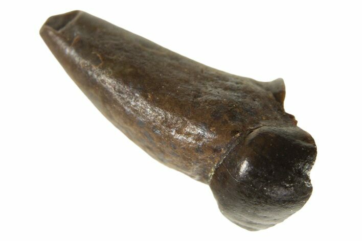 Cretaceous Fossil Mammal Tooth - Montana #338979